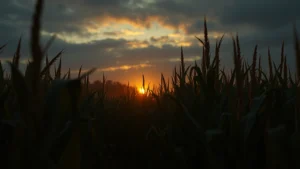 Atmospheric cornfield landscape at dusk with golden light filtering through tall stalks, creating deep shadows and sense of isolation and unease, photorealistic digital cinema aesthetic